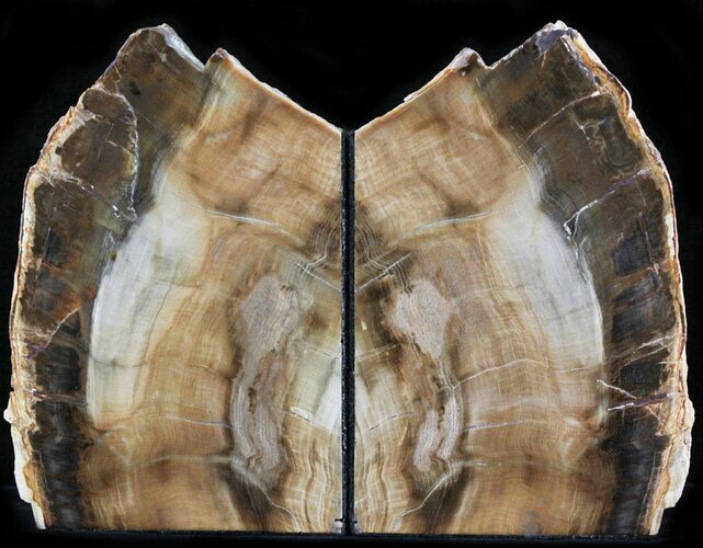 Gorgeous Petrified Wood (Sequoia) Bookends - Oregon #29139